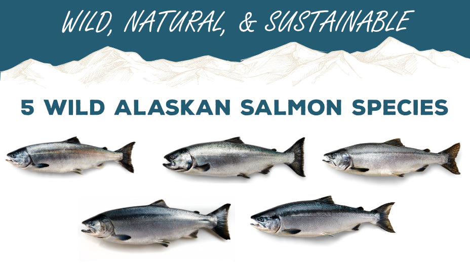 The Five Wild Alaskan Salmon Species Wild For Salmon