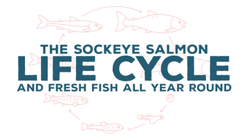 The Sockeye Salmon Life Cycle and Fresh Fish all Year Round