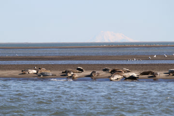 Follow Along with the Bristol Bay salmon season