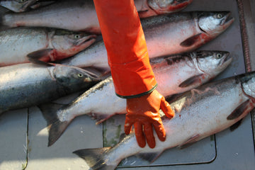 Pass on Farmed Salmon for Your Health