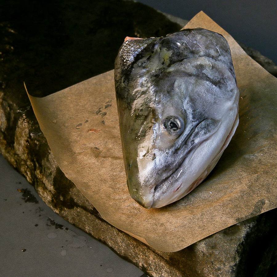 Coho Salmon Head - Salmon Head Shipped
