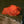 Load image into Gallery viewer, Alaska Keta Salmon Ikura Close Up - Salmon Caviar - Salmon Eggs 
